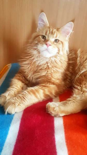 Котёнок шоу/брид класса, Чемпион WCF в Екатеринбурге фото 11