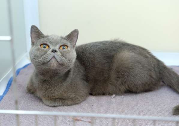 Непосредственная Евангелина ищет лучшего друга в Москве