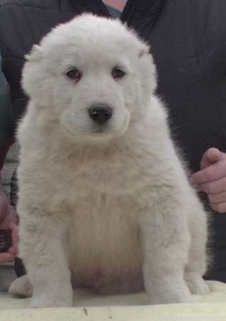 Алабай (среднеазиатская овчарка), чистокровные щенки в Санкт-Петербурге фото 5