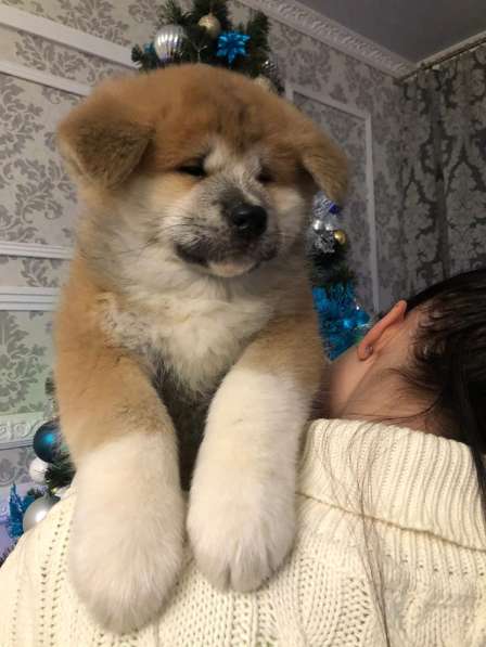 Акита ину щенки в Москве