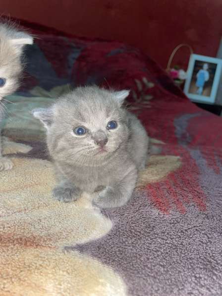 Шотландские котята в Краснодаре фото 5