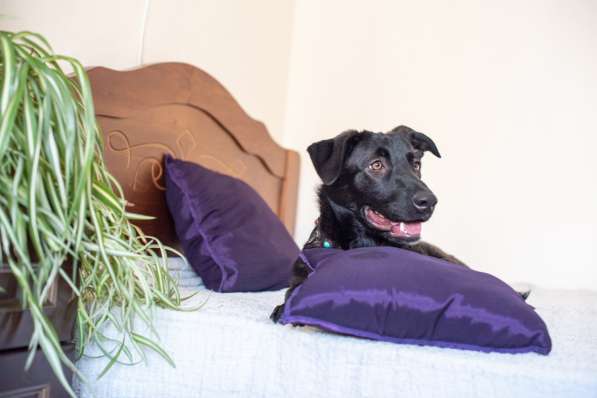 Линси - щенок метис лабрадора в дар в Москве фото 9