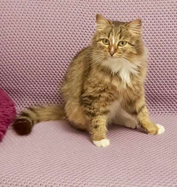 Пушистая молодая кошечка Джина в дар в Москве фото 11