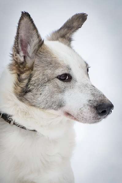 Умка ищет дом в Санкт-Петербурге