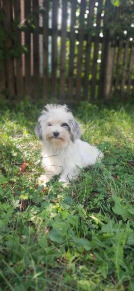 Цветная болонка