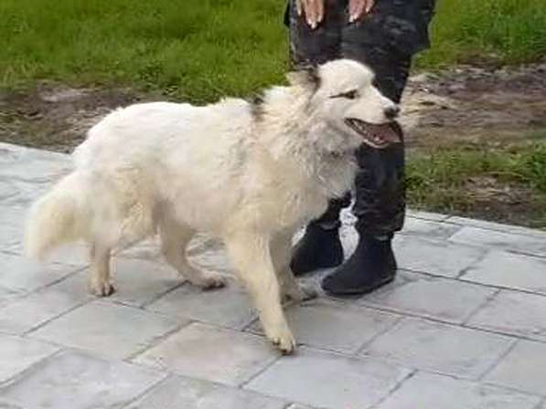 Белый медведь Самсон,изумительный домашний пес в добрые руки в Санкт-Петербурге фото 7