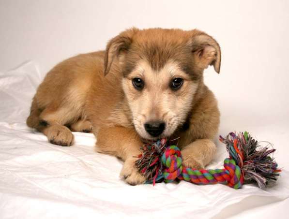 3 щенка метиса в добрые руки в Москве фото 16