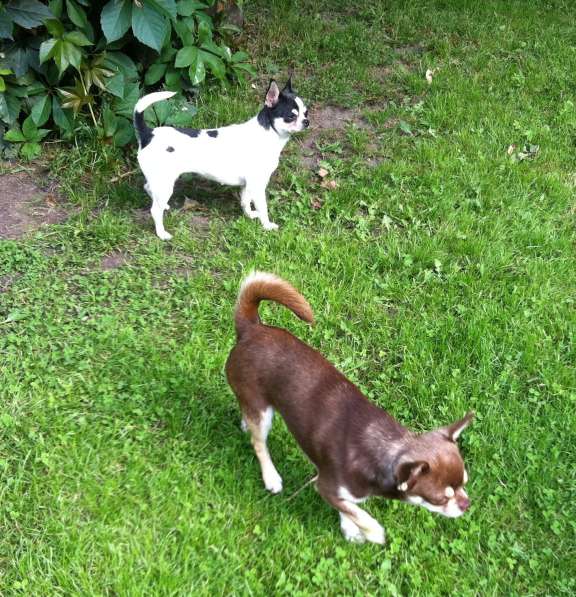 Чихуахуа мужички в 