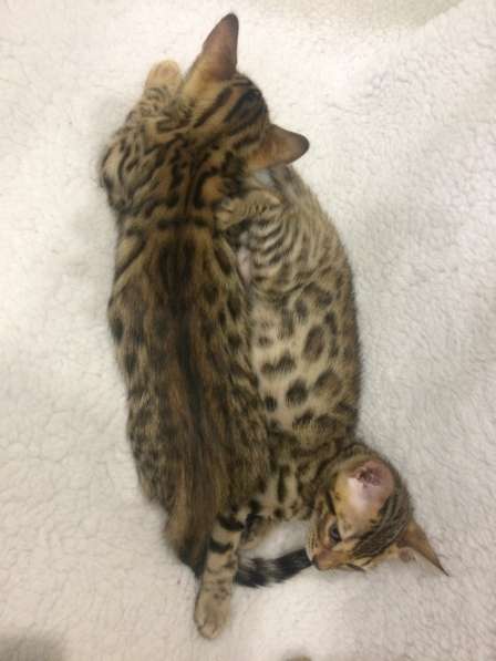 Бенгальские котята в фото 16