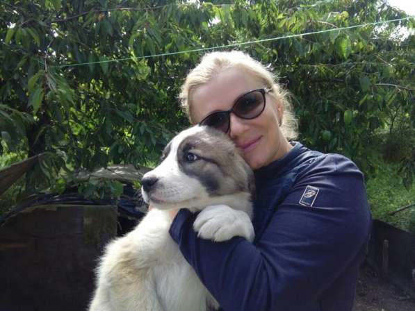 Щенки алабая(среднеазиатская овчарка) продажа в Судаке фото 8