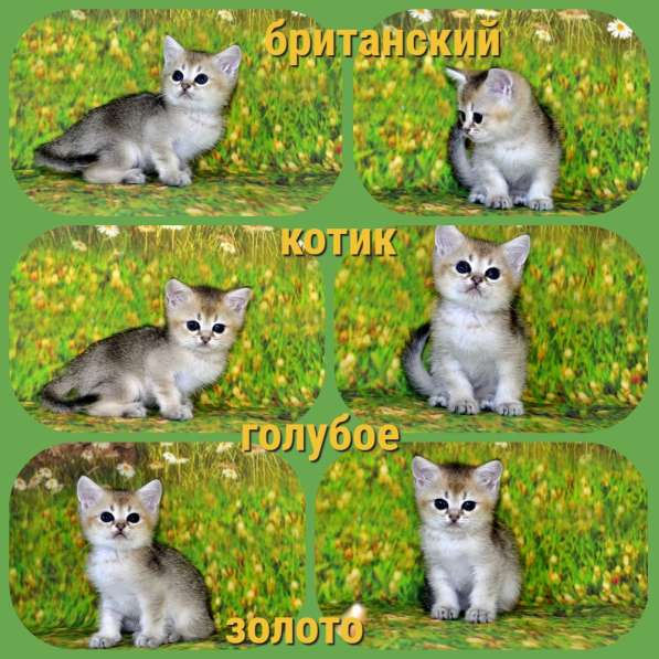 Британские золотые котик и кошечка в Москве фото 6