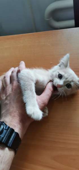 Персикового котенка отдадим в добрые заботливые руки в фото 8