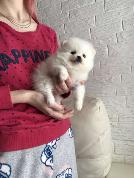 Щенки Шпица в Саратове фото 10