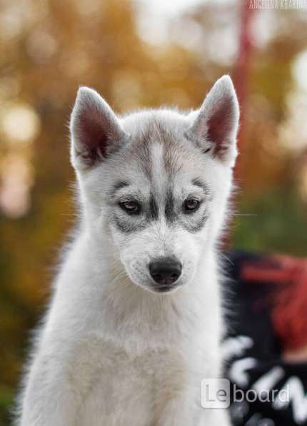 PUPPIES SIBERIAN HUSKY в фото 6