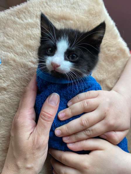 Озорной котёнок Том ищет дом в Санкт-Петербурге фото 9