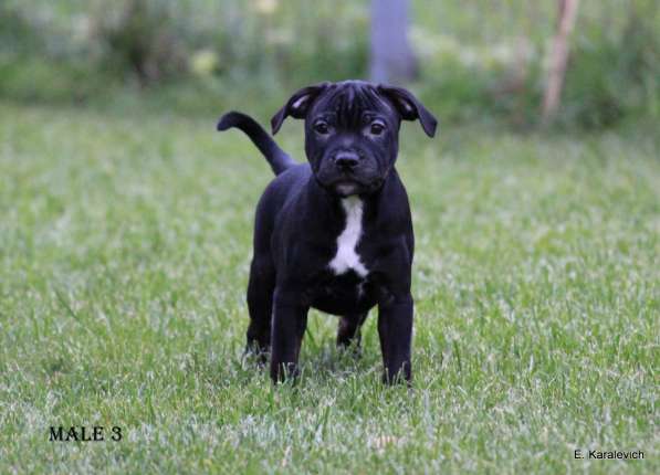 Девочка стаффордширского бультерьера в Калининграде фото 5