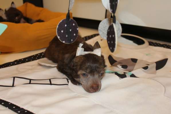 Пуховый мальчик кхс в Москве фото 9