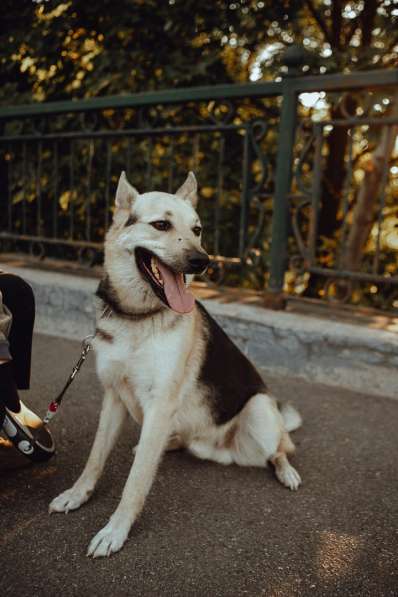 Городской, всему обученный пёс в Санкт-Петербурге фото 3