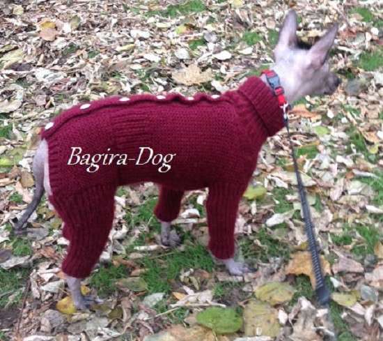Комбинезоны и свитера для Ксоло, Перуанских голых собак в Москве фото 16