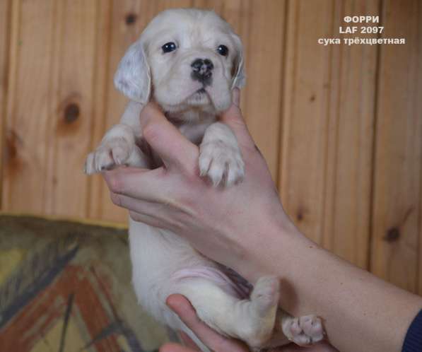 Английский сеттер щенки из элитного питомника в Москве фото 99