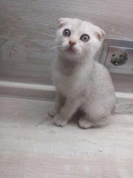 Шотландский кот в фото 12