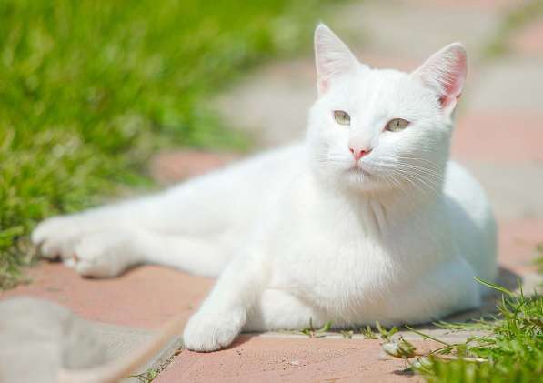 Шикарные белые коты в поисках дома в Калуге фото 3