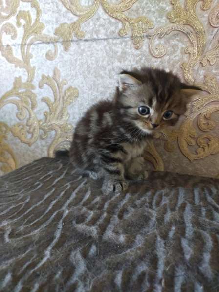 Мраморные шотландские котята в фото 21