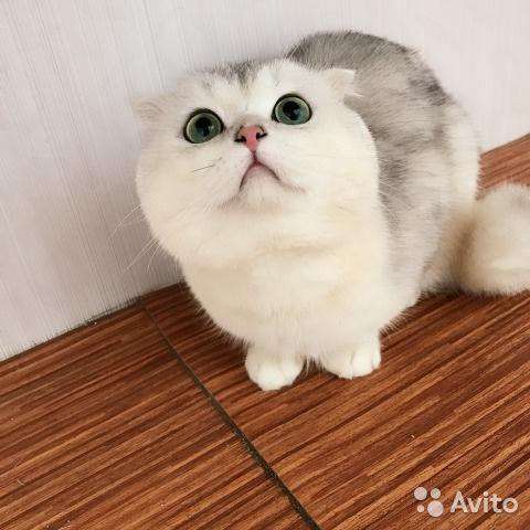 Коты на вязку котята-вислоухие и прямоухие в Костроме фото 12