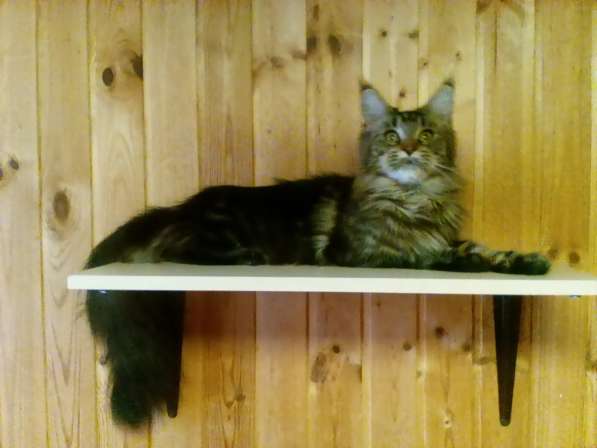 Мейн-кун девочка в Подольске фото 11