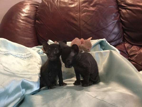 Котята Корнишрекс породистые в Санкт-Петербурге фото 7