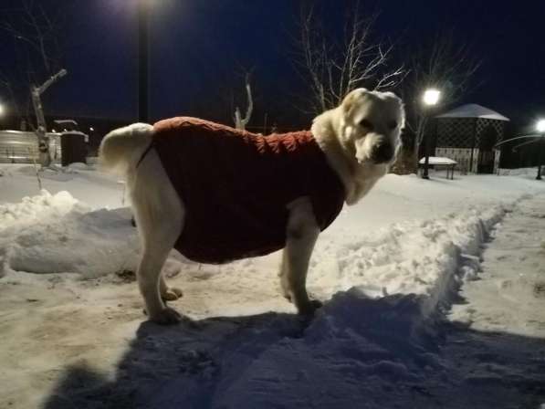 Щенки Среднеазиатской овчарки в Москве фото 23