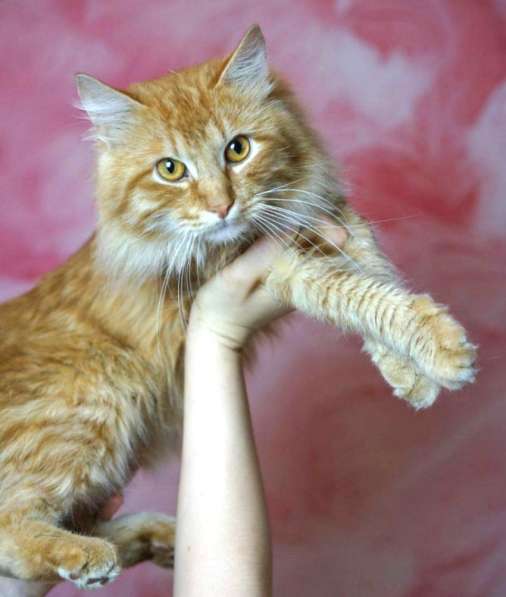 Рыжий кот в добрые руки в Москве фото 10