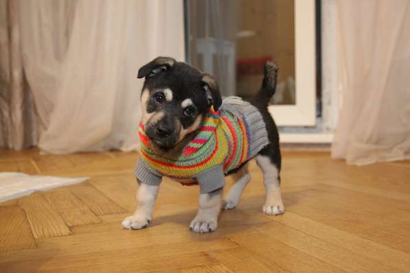 Щенок коротколапик Умка ищет семью!