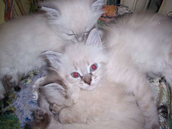 Невские маскарадные котята в Севастополе фото 24