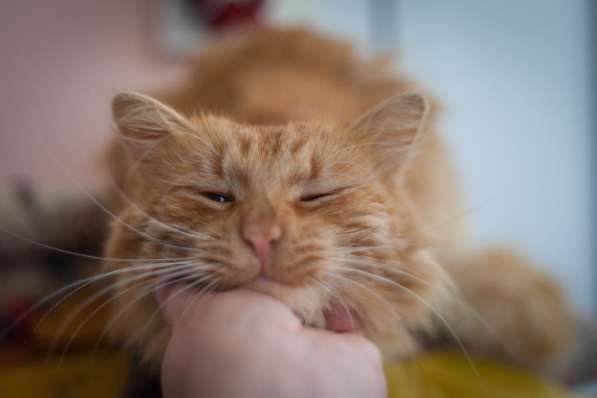 Рыжий кот Желточек в добрые руки в Москве фото 3