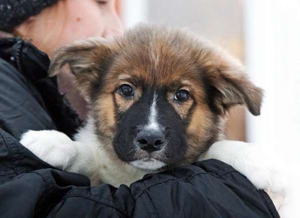 Замечательный красавец, домашний щенок Мишутка в добрые руки в Москве фото 5