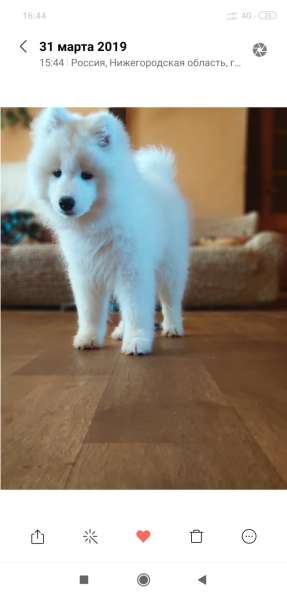 Щенки самоеда шикарные) в Нижнем Новгороде фото 9