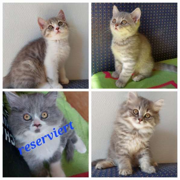 Котята Британской короткошерстной породы в фото 9