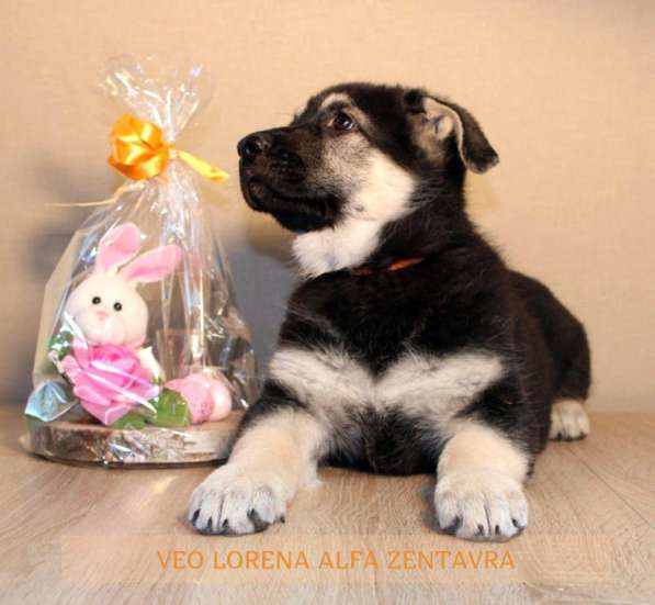 Продаются щенки восточноевропейской овчарки в Германии в фото 16