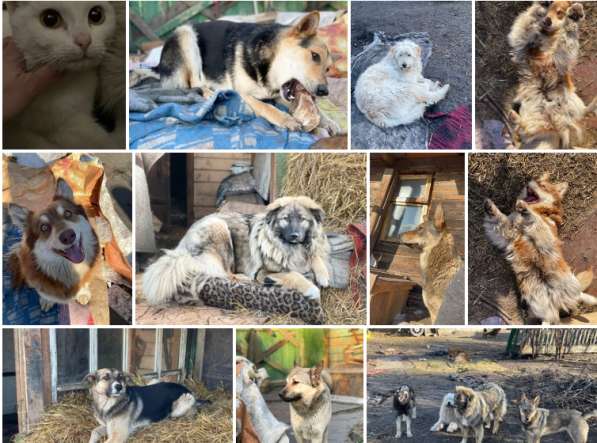 Приют для животных «Добрый двор» в Кемерово в Кемерове фото 4