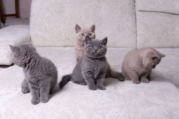 Британская лиловая кошечка в Москве