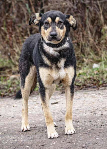 Кузька в Ногинске фото 22