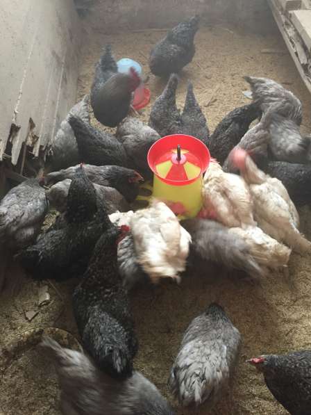 Куры-несущки в Казани