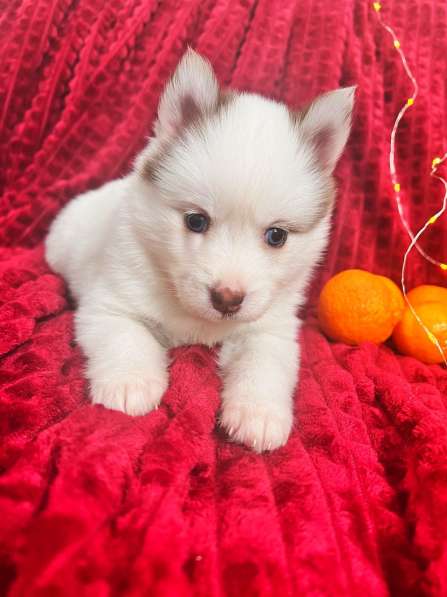 Pomsky Puppys в Санкт-Петербурге фото 7