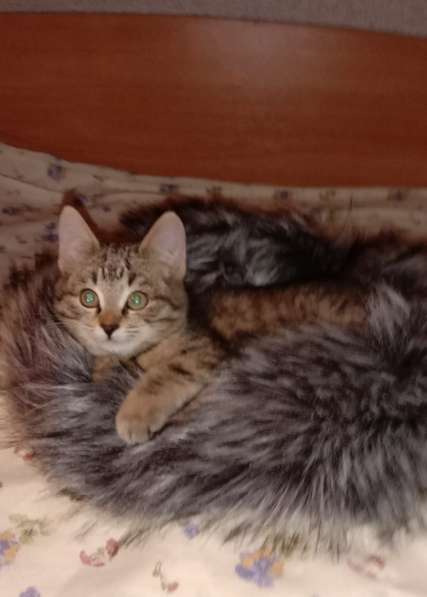 Котята в Новочебоксарске фото 8