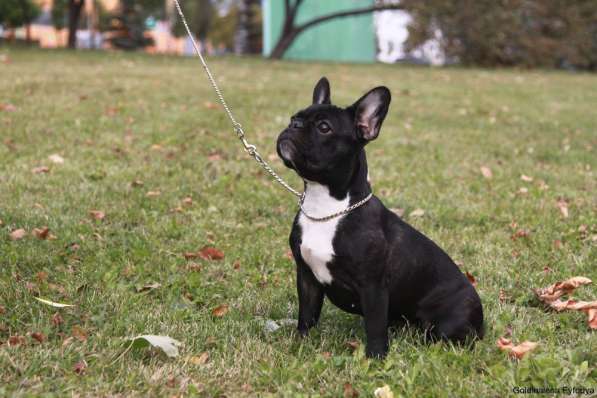 Французский бульдог подрощенная девочка в Москве фото 11