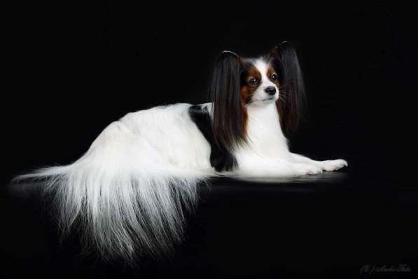 Продается щенок папийона в Краснотурьинске фото 32