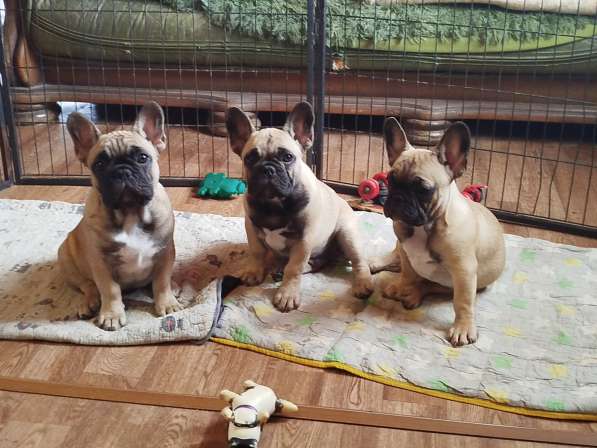 Щенки из питомника РКФ в Москве фото 14