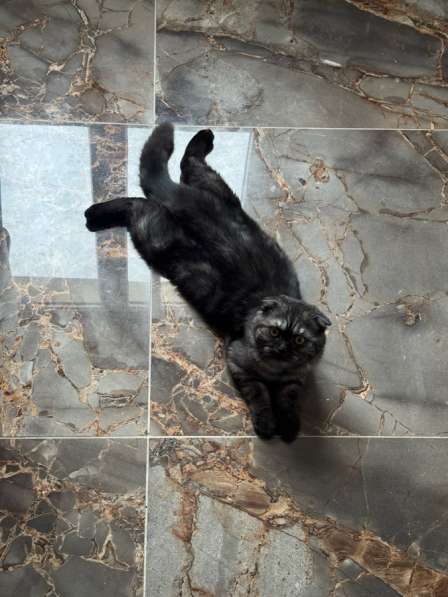 Шатландская вислоухая кошка в Санкт-Петербурге