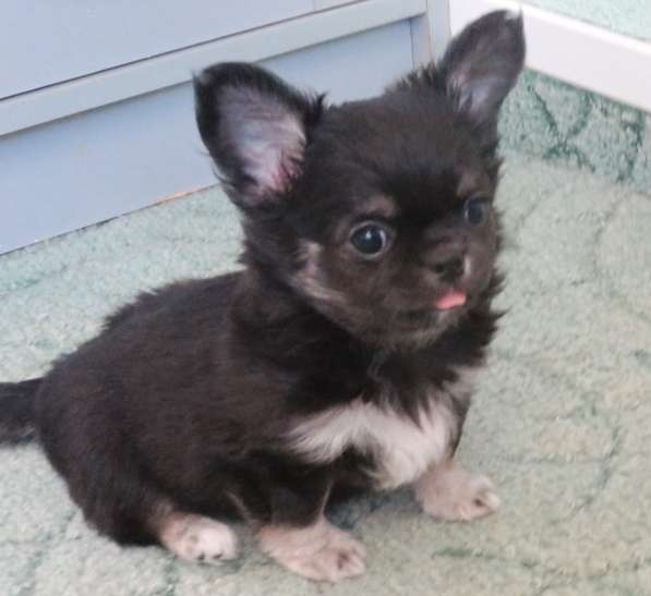 Чихуахуа шоу мальчик в Санкт-Петербурге фото 9